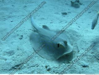 red sea bluespotted ribbontail ray Taeniura lymma 2